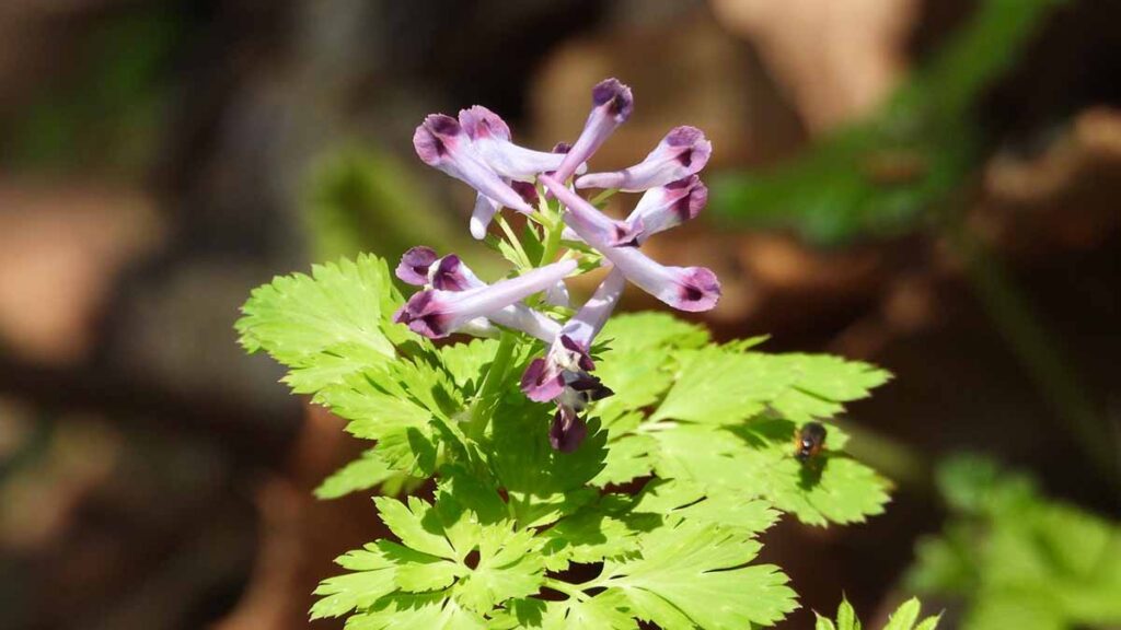 ムラサキケマン