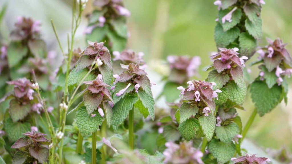 ヒメオドリコソウ