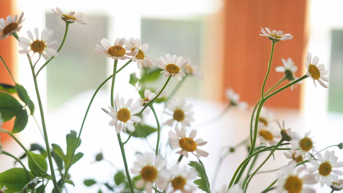 マトリカリア（ナツシロギク）