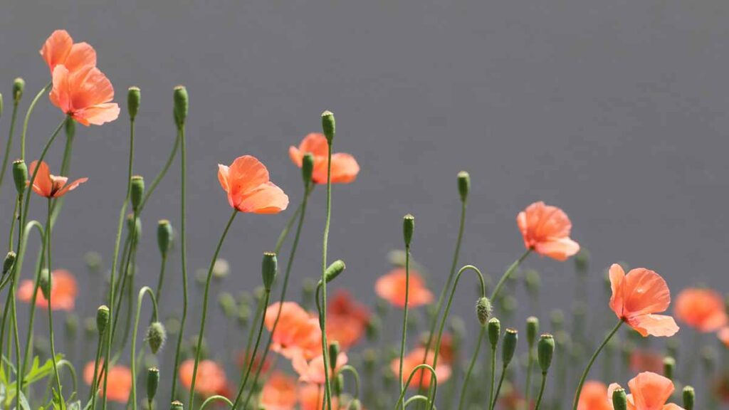 ナガミヒナゲシ