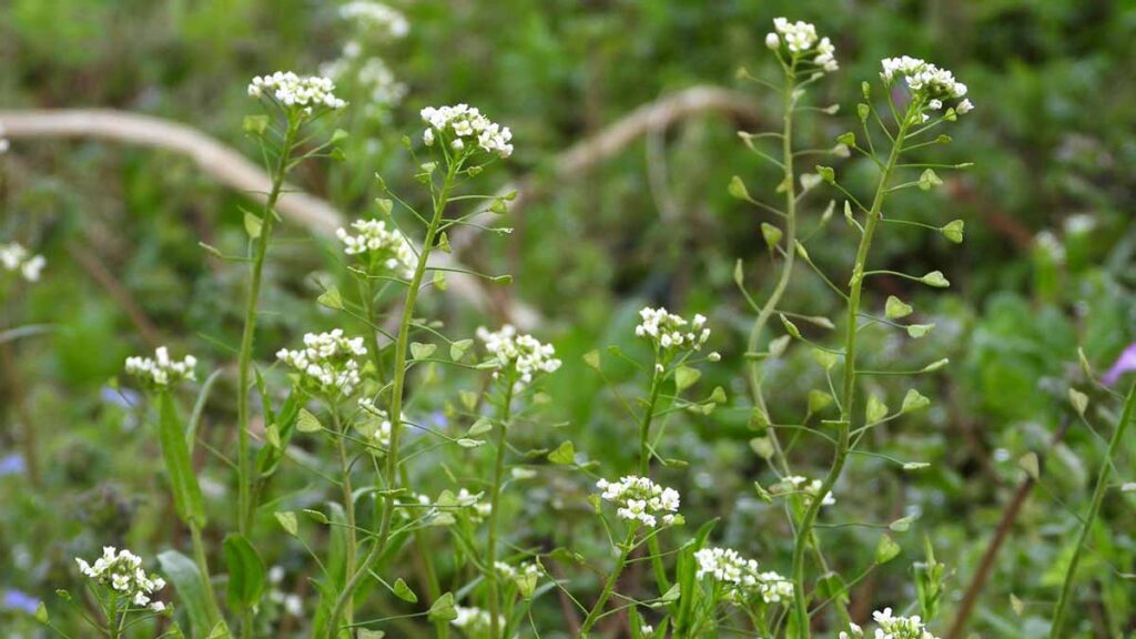 ナズナ（ぺんぺん草）