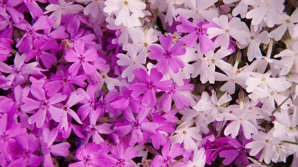 芝桜