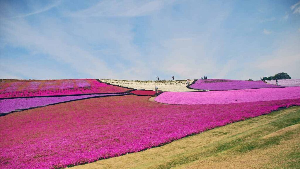 東京ドイツ村の芝桜