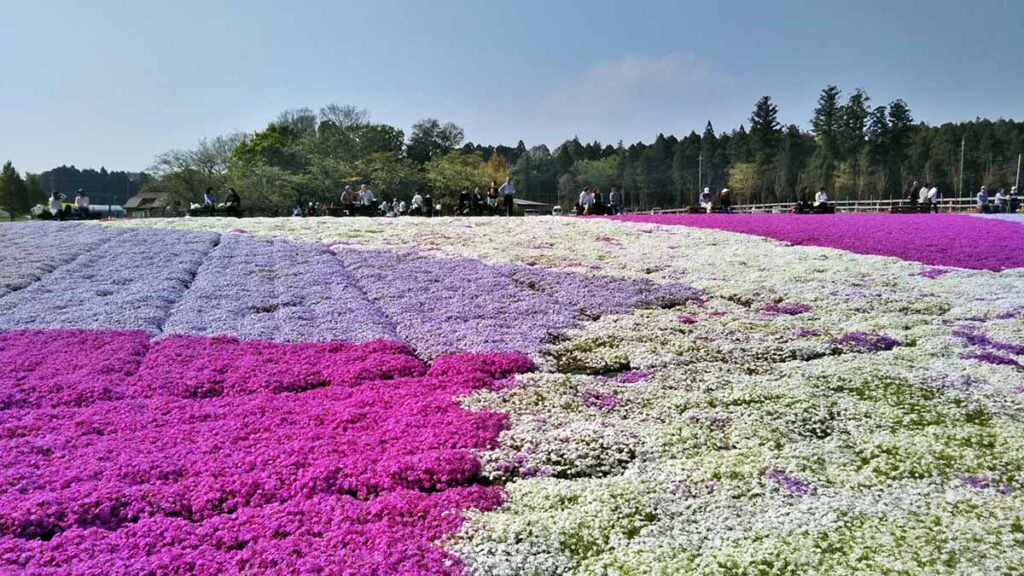 富田さとにわ耕園の芝桜