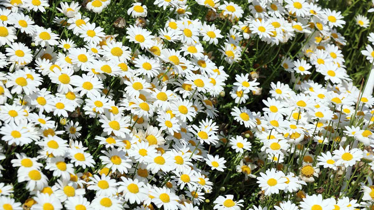 デイジー（ヒナギク）