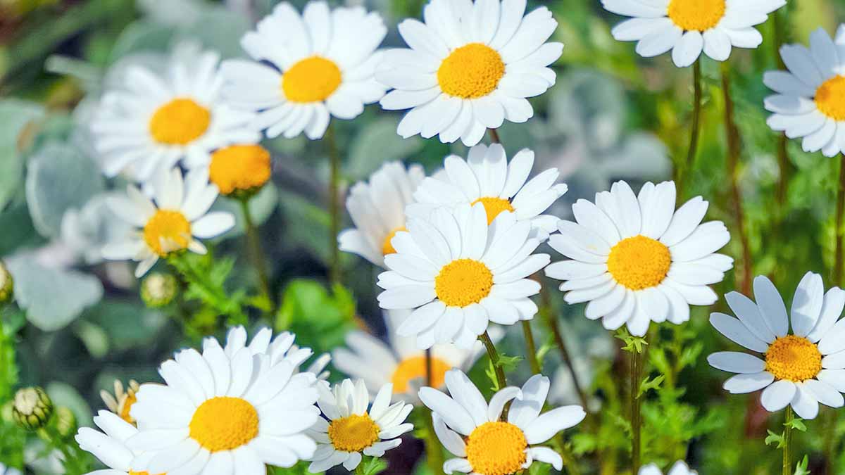 ノースポール（カンシロギク）