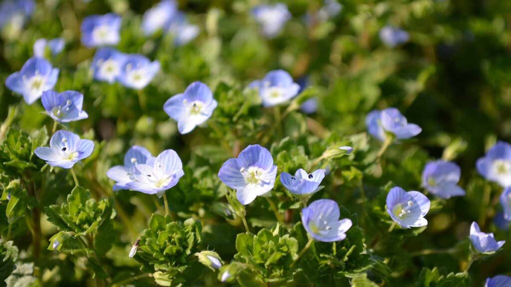 オオイヌノフグリ