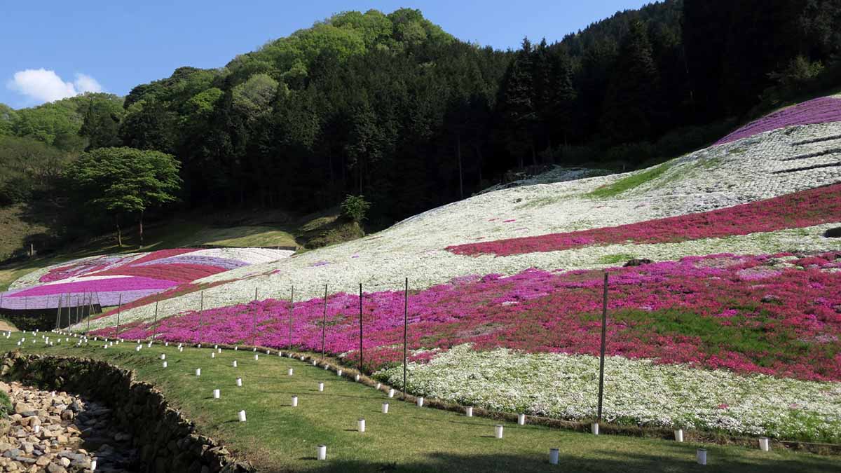 ヤマサ蒲鉾芝桜の小道