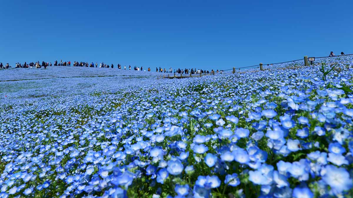 ネモフィラひたち海浜公園