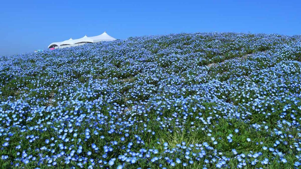 ネモフィラ舞洲