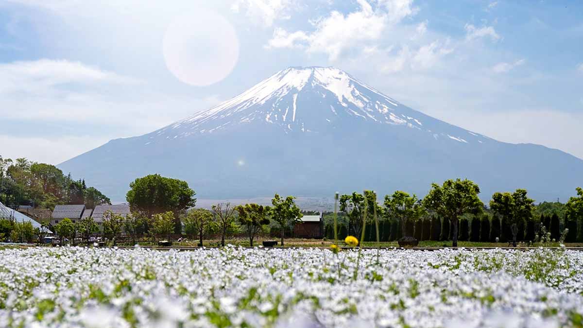 山中湖花の都公園ネモフィラ