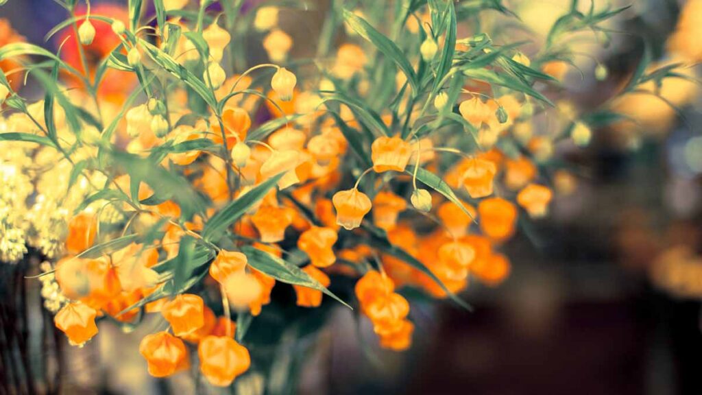 サンダーソニア