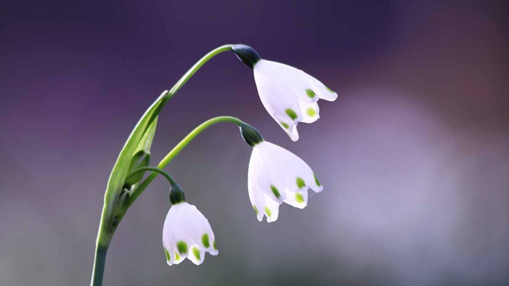 スノーフレーク