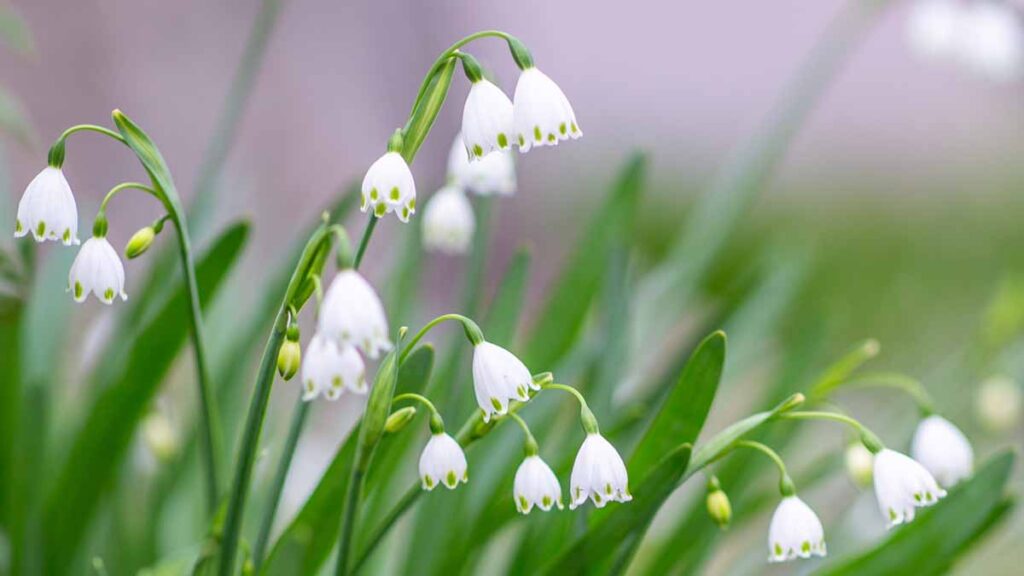 スノーフレーク