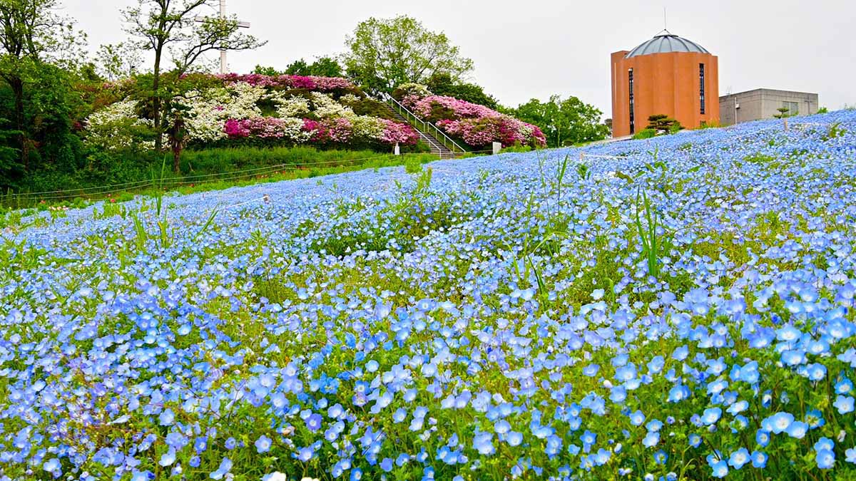 愛知牧場のネモフィラ
