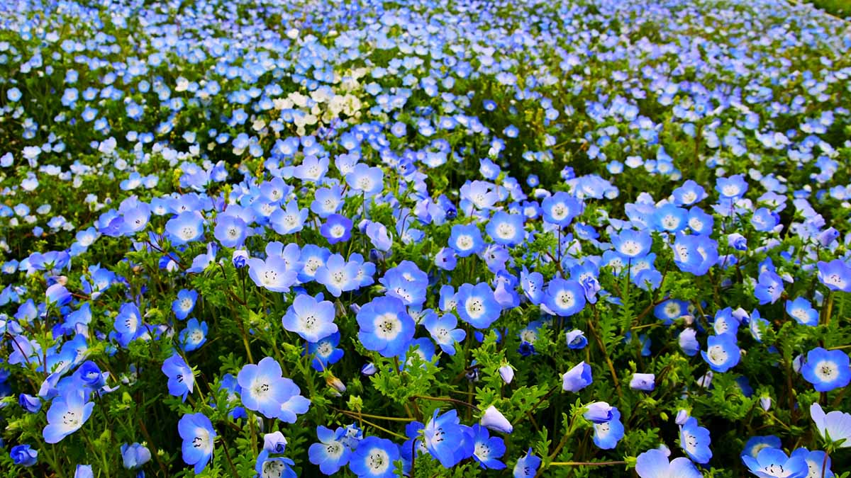 愛知牧場のネモフィラ