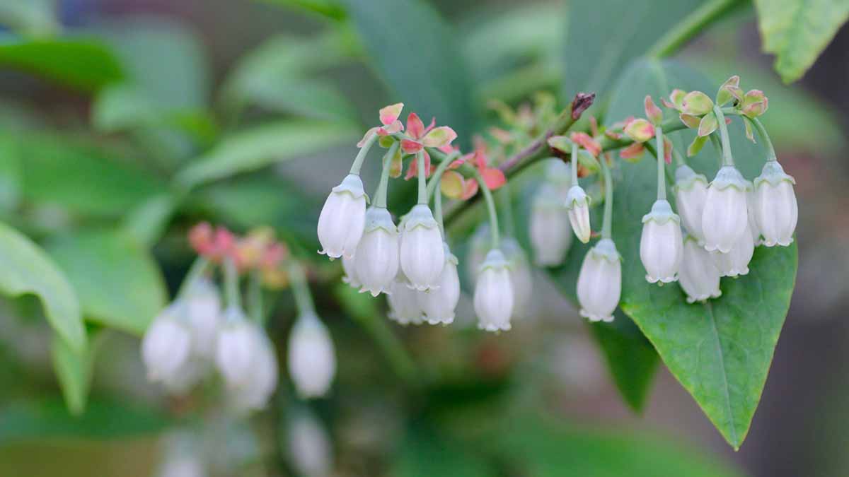 ブルーベリーの花