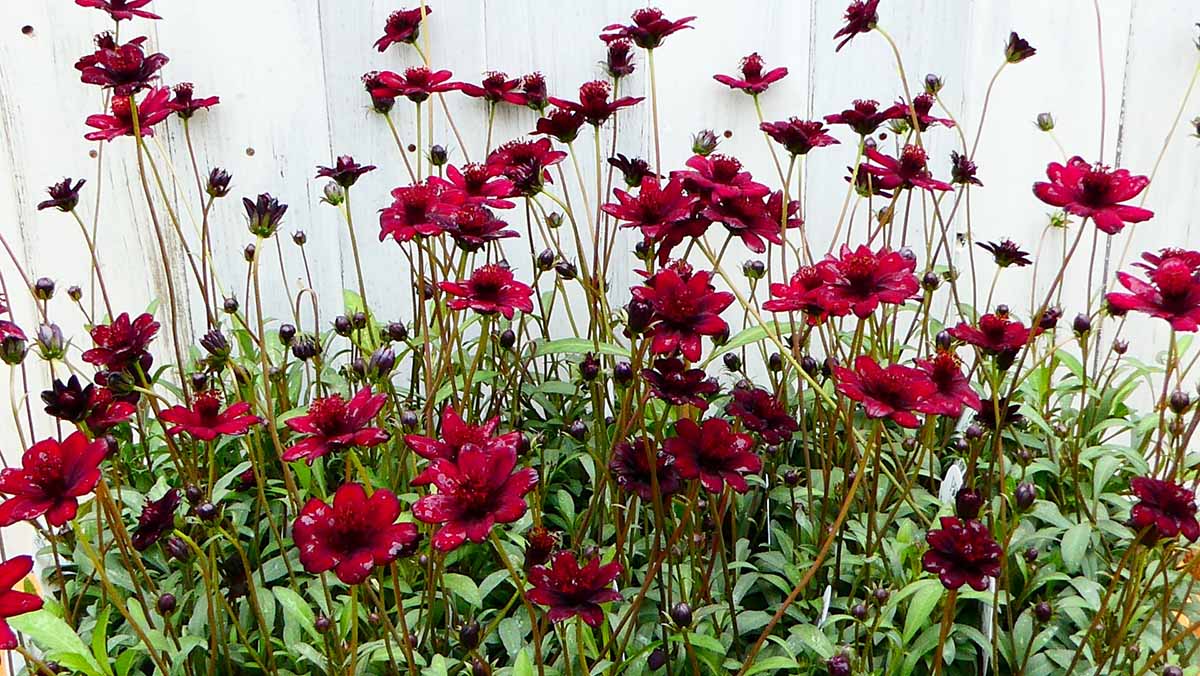 チョコレートコスモス