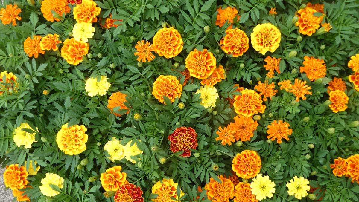 マリーゴールド