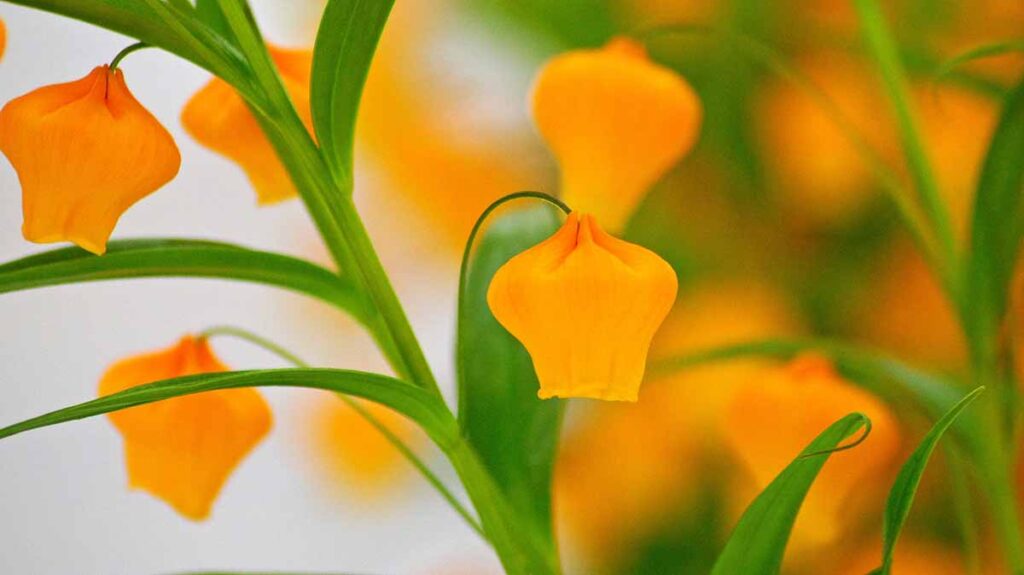 サンダーソニア