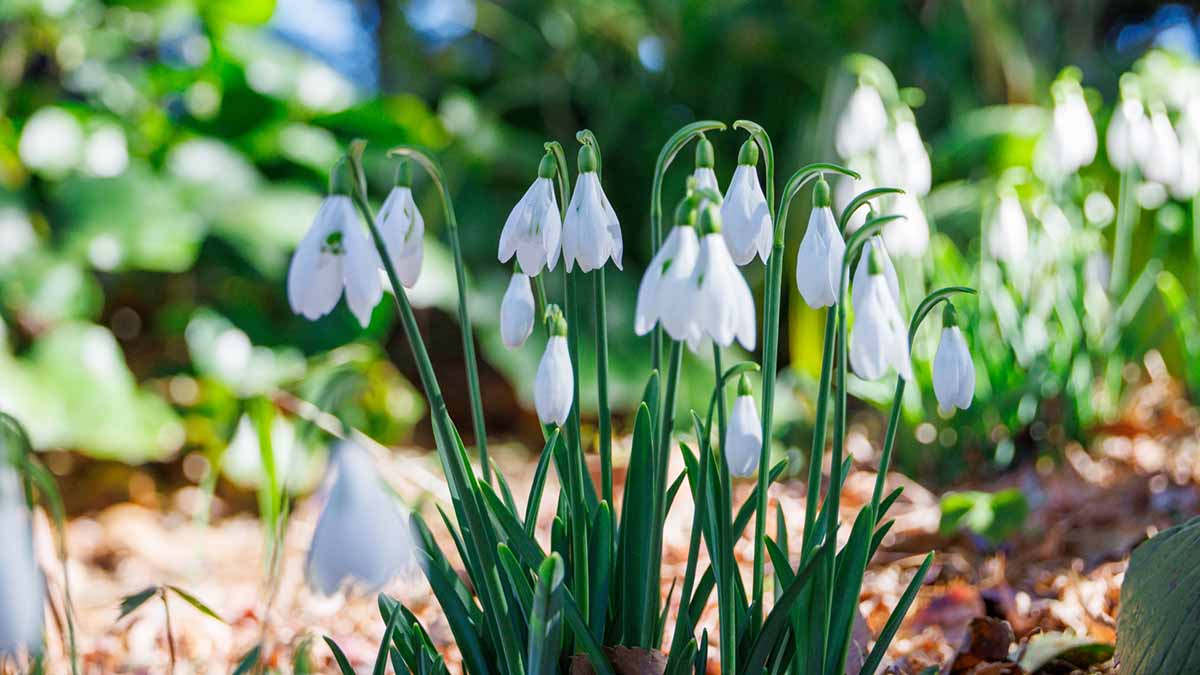 スノードロップ