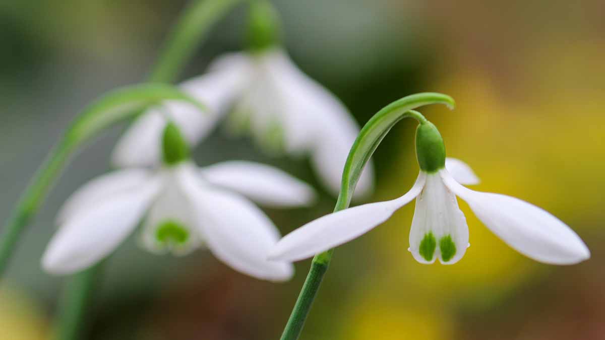 スノードロップ