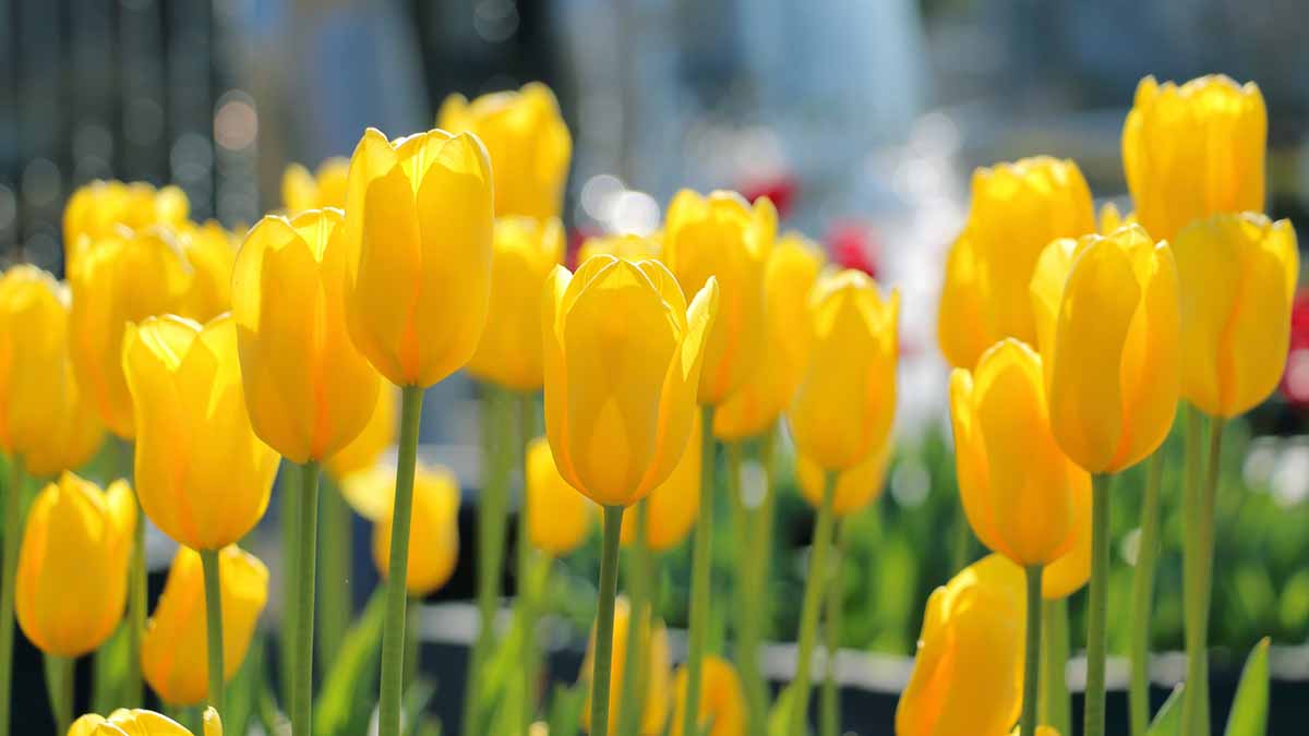 黄色いチューリップ