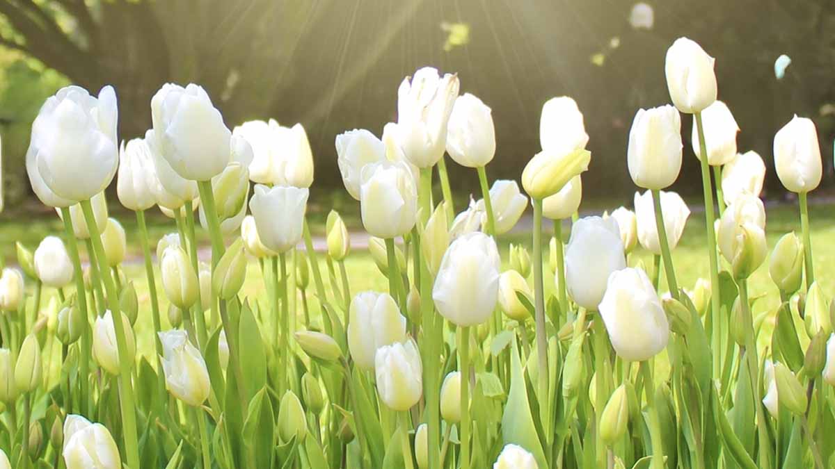 白いチューリップ