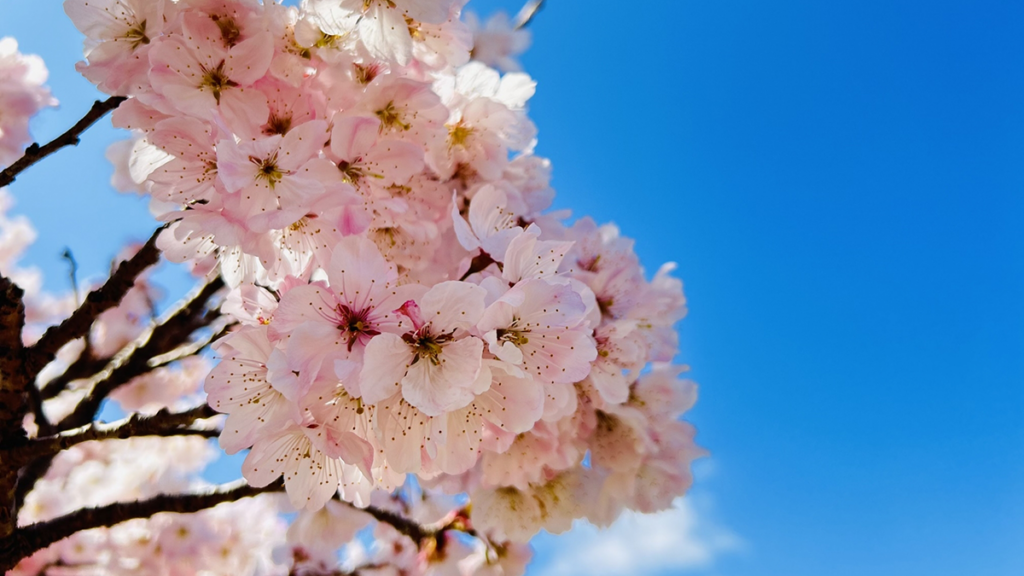 春めき桜 Harumeki Cherry Blossoms