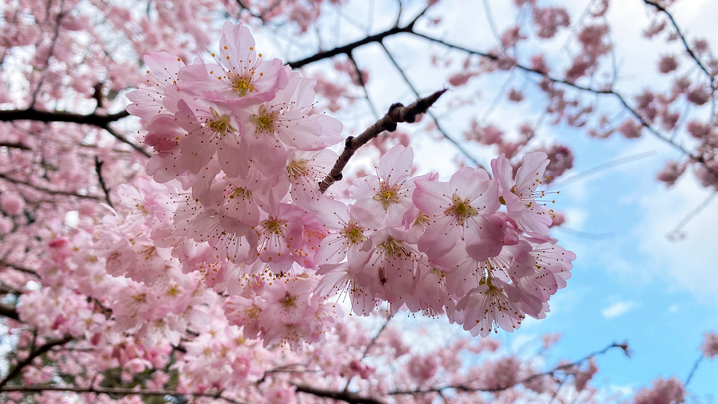 春めき桜 Harumeki Cherry Blossoms